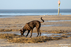 Hundestrand-Norddeich-19.1.2020-7