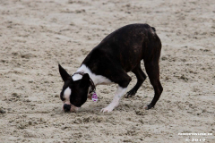 Hundestrand Norddeich 30.5.2019