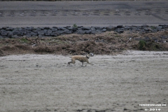 Hundestrand Norddeich 30.5.2019