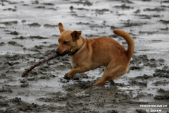 Hundestrand Norddeich 30.5.2019