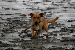 Hundestrand Norddeich 30.5.2019