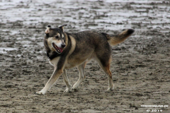 Hundestrand Norddeich 30.5.2019