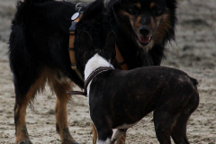 Hundestrand Norddeich 30.5.2019