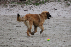Hundestrand Norddeich 30.5.2019