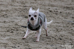 Hundestrand Norddeich 30.5.2019