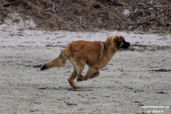 Hundestrand Norddeich 30.5.2019