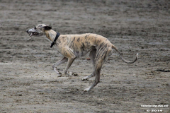 Hundestrand Norddeich 30.5.2019