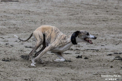 Hundestrand Norddeich 30.5.2019