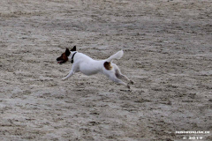 Hundestrand Norddeich 30.5.2019