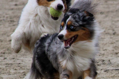 Hundestrand Norddeich 30.5.2019