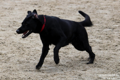 Hundestrand Norddeich 30.5.2019