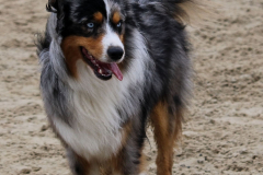 Hundestrand Norddeich 30.5.2019