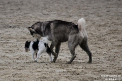 Hundestrand Norddeich 30.5.2019
