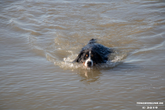 Berner-Sennenhund-Hundestrand-Norddeich-31.10.2019-7