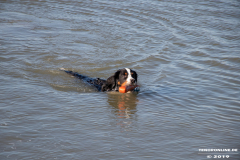 Berner-Sennenhund-Hundestrand-Norddeich-31.10.2019-8