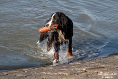 Berner-Sennenhund-Hundestrand-Norddeich-31.10.2019-9