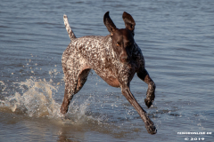 Deutsch-Kurzhaar-Hundestrand-Norddeich-31.10.2019-27
