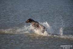 Deutsch-Kurzhaar-Hundestrand-Norddeich-31.10.2019-29