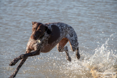 Deutsch-Kurzhaar-Hundestrand-Norddeich-31.10.2019-30