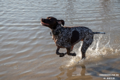 Deutsch-Kurzhaar-Hundestrand-Norddeich-31.10.2019-31
