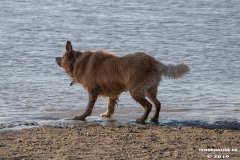 Golden-Retriever-Hundestrand-Norddeich-31.10.2019-17