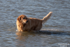 Golden-Retriever-Hundestrand-Norddeich-31.10.2019-18