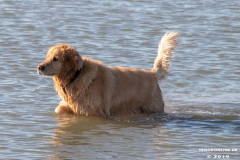 Golden-Retriever-Hundestrand-Norddeich-31.10.2019-19