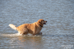 Golden-Retriever-Hundestrand-Norddeich-31.10.2019-20