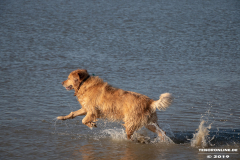 Golden-Retriever-Hundestrand-Norddeich-31.10.2019-22
