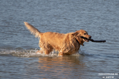 Golden-Retriever-Hundestrand-Norddeich-31.10.2019-25