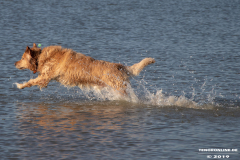 Golden-Retriever-Hundestrand-Norddeich-31.10.2019-28