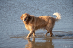 Golden-Retriever-Hundestrand-Norddeich-31.10.2019-42
