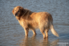 Golden-Retriever-Hundestrand-Norddeich-31.10.2019-43