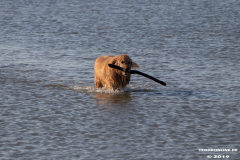 Golden-Retriever-Hundestrand-Norddeich-31.10.2019-49