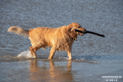 Golden-Retriever-Hundestrand-Norddeich-31.10.2019-51