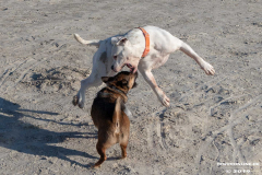 Hundestrand-Norddeich-31.10.2019-1