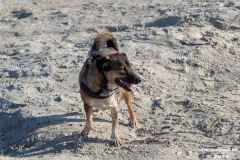 Hundestrand-Norddeich-31.10.2019-2