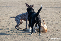 Hundestrand-Norddeich-31.10.2019-33
