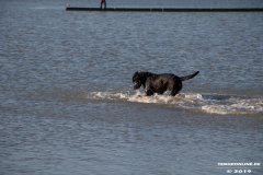 Labrador-Retriever-Hundestrand-Norddeich-31.10.2019-44