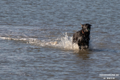 Labrador-Retriever-Hundestrand-Norddeich-31.10.2019-47