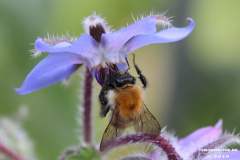 Biene-Natur-Norden-25.5.2019-8