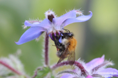 Biene-Natur-Norden-25.5.2019-9