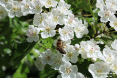 Biene-Norden-13.5.19-1