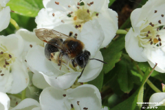 Biene-Norden-13.5.19-2