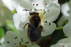 Biene-Norden-13.5.19-3