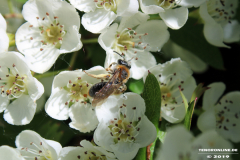 Biene-Norden-13.5.19-5
