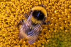 Hummel-Norden-3.8.2022-1