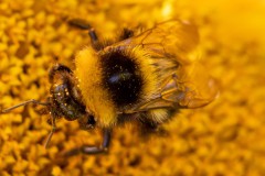 Hummel-Norden-3.8.2022-3