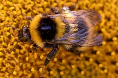 Hummel-Norden-3.8.2022-4