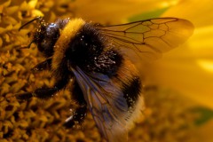Hummel-Norden-3.8.2022-5